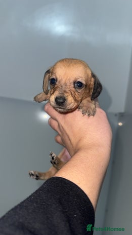 Mixed Breed dogs ⭐️2 girls left⭐️Dachshund x Maltese puppies - Advert 2