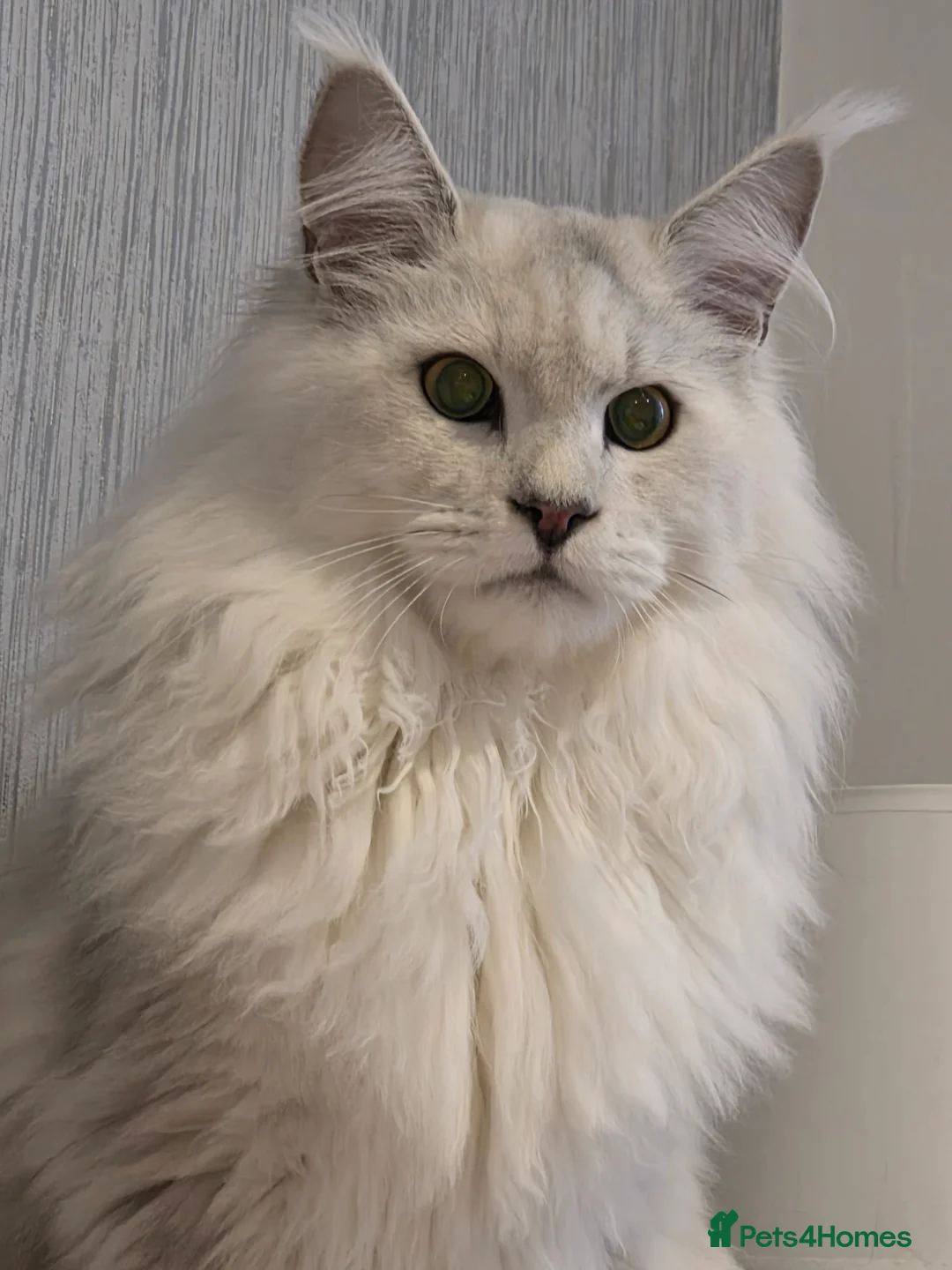 Maine Coon cats for stud: Sir Aslan Silver Shaded Stud  - Advert 7