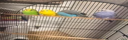 Budgerigars birds for sale: Budgerigars  in Ashford - Advert 5