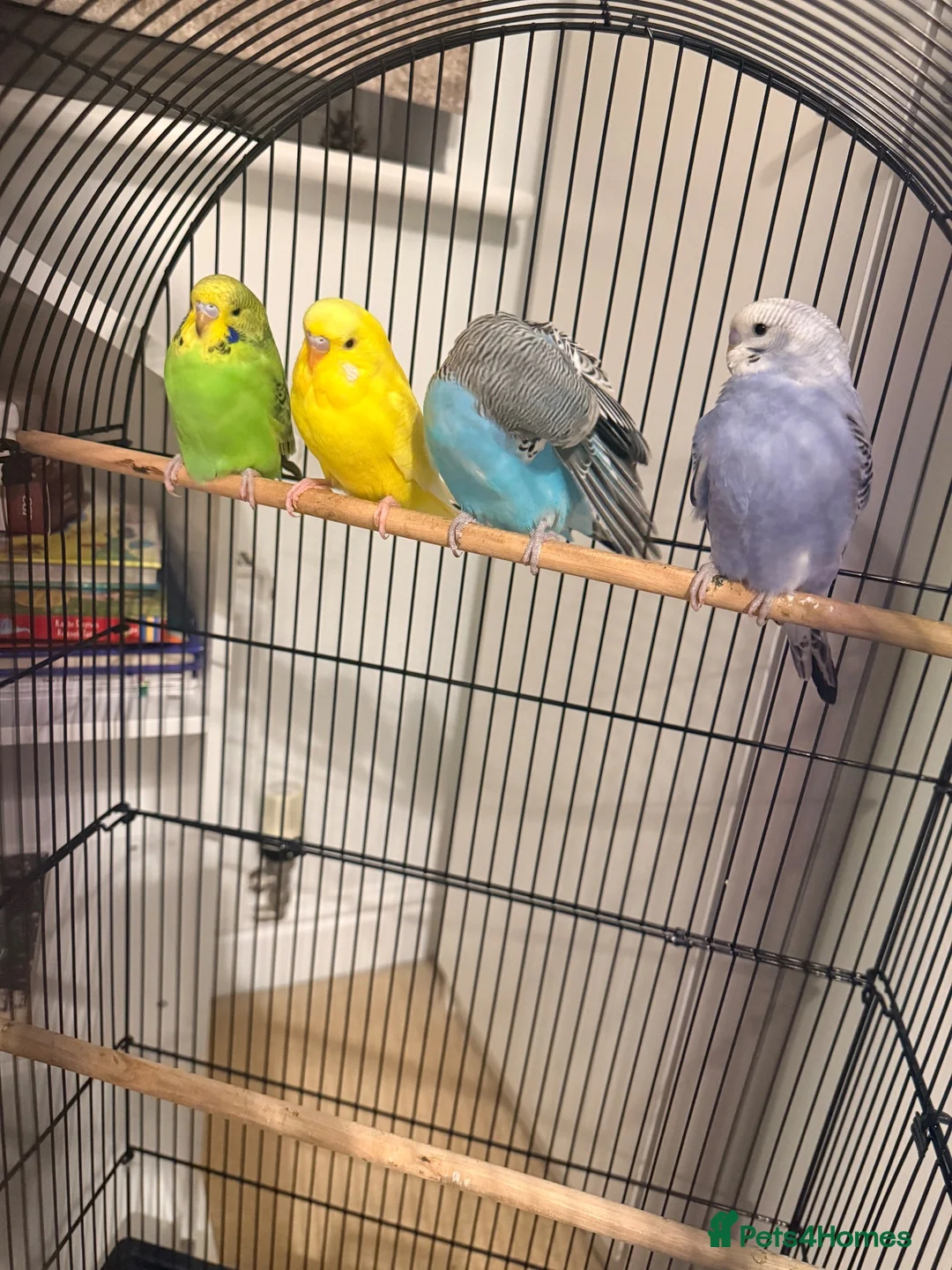 Budgerigars birds for sale: Budgerigars  in Ashford - Advert 5