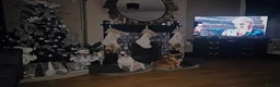 French Bulldog dogs for stud: Stud  in Warrington - Advert 3