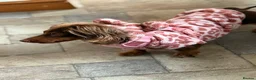 Miniature Dachshund dogs for sale: Longhaired miniature dachshund  - Advert 5