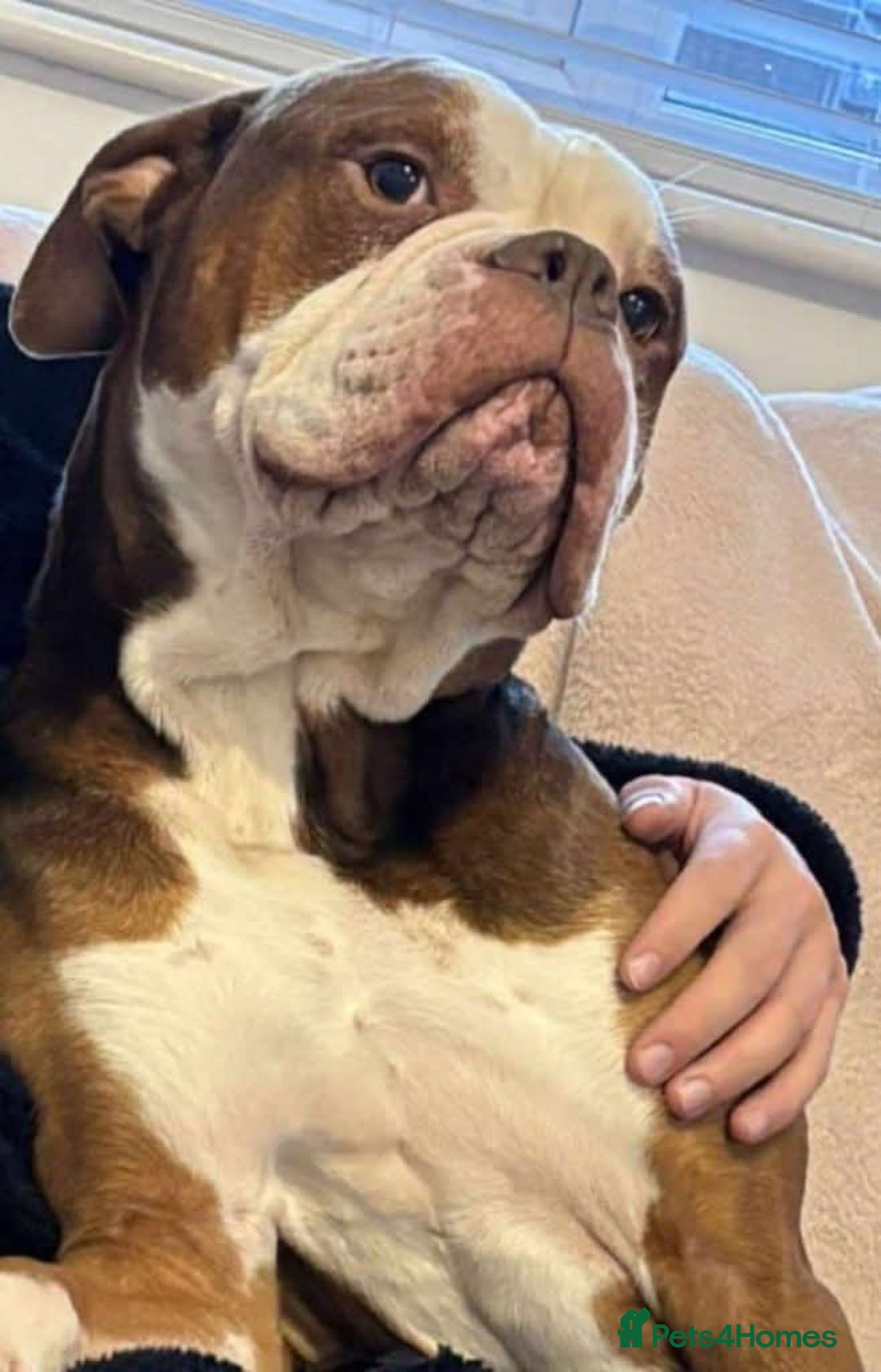 Mixed Breed dogs for adoption: Meet Tyson, currently residing in Hertfordshire  - Advert 12