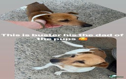 Jack Russell dogs for sale: Jack Russel puppy's  - Image 3