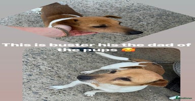 Jack Russell dogs - Advert 2