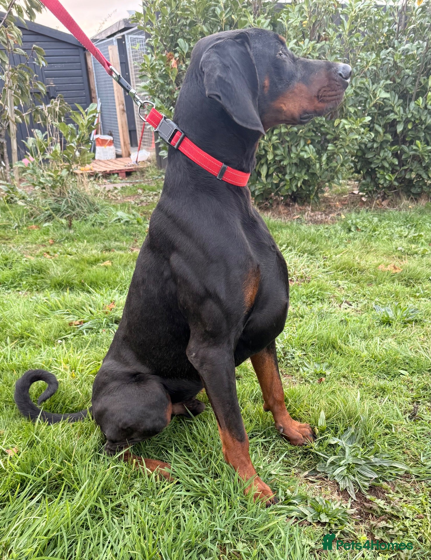 Dobermann dogs for sale: Championship Line European Doberman Puppies - Advert 2