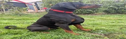 Dobermann dogs for sale: Championship Line European Doberman Puppies - Advert 2