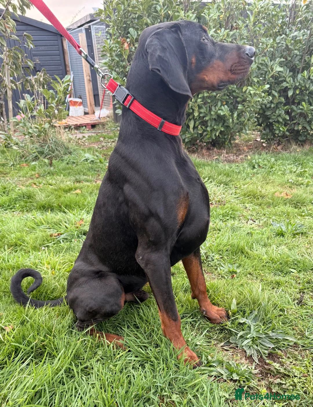Dobermann dogs for sale: Championship Line European Doberman Puppies - Advert 2