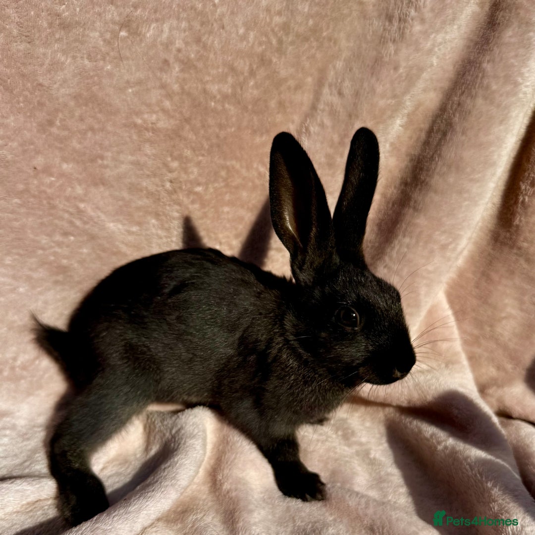 Mixed Breed rabbits for sale: A litter Of Stunning Babies Available to Reserve - Image 6
