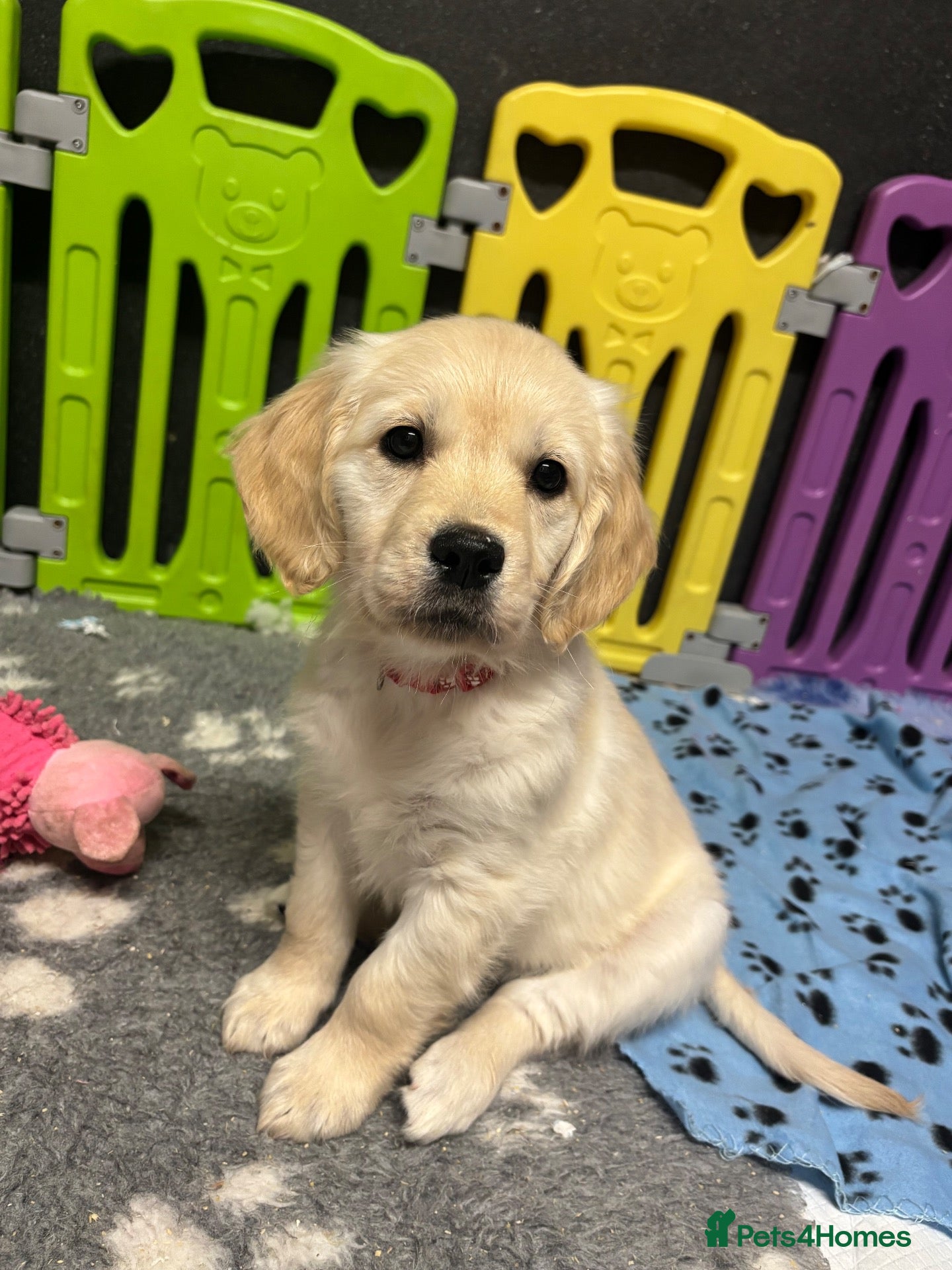 Golden Retriever dogs (1 girl left) Beautiful Kc Golden Retrievers - Advert 1
