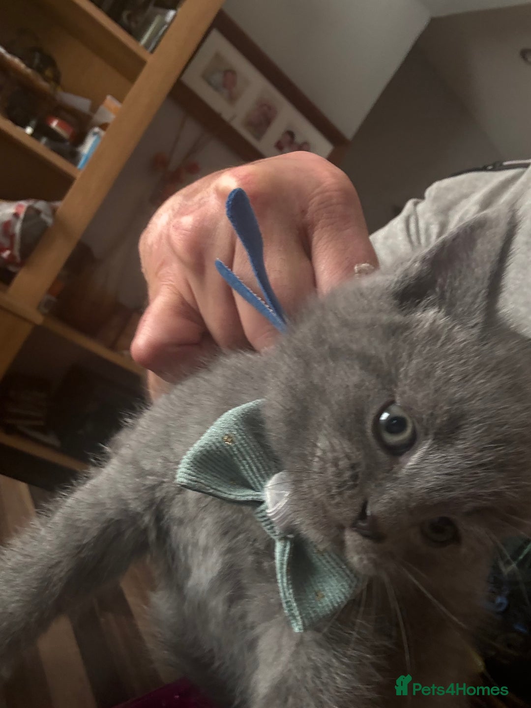 British Shorthair cats for sale: British Shorthair kittens  - Advert 9