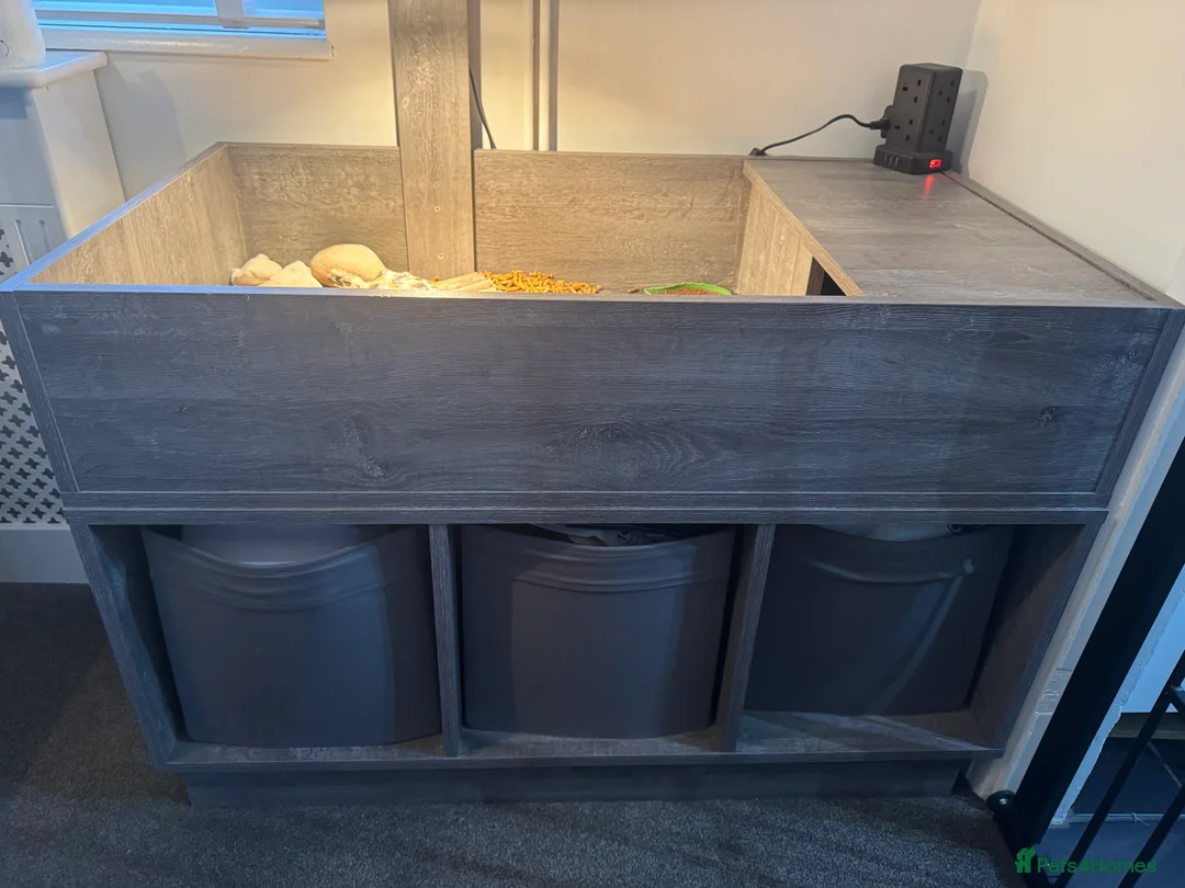 Tortoise reptiles for sale: Horsefield Tortoise  - Advert 5