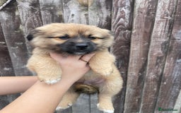 Mixed Breed dogs for sale: Jack Russell cross Pomeranian puppys  - Image 3