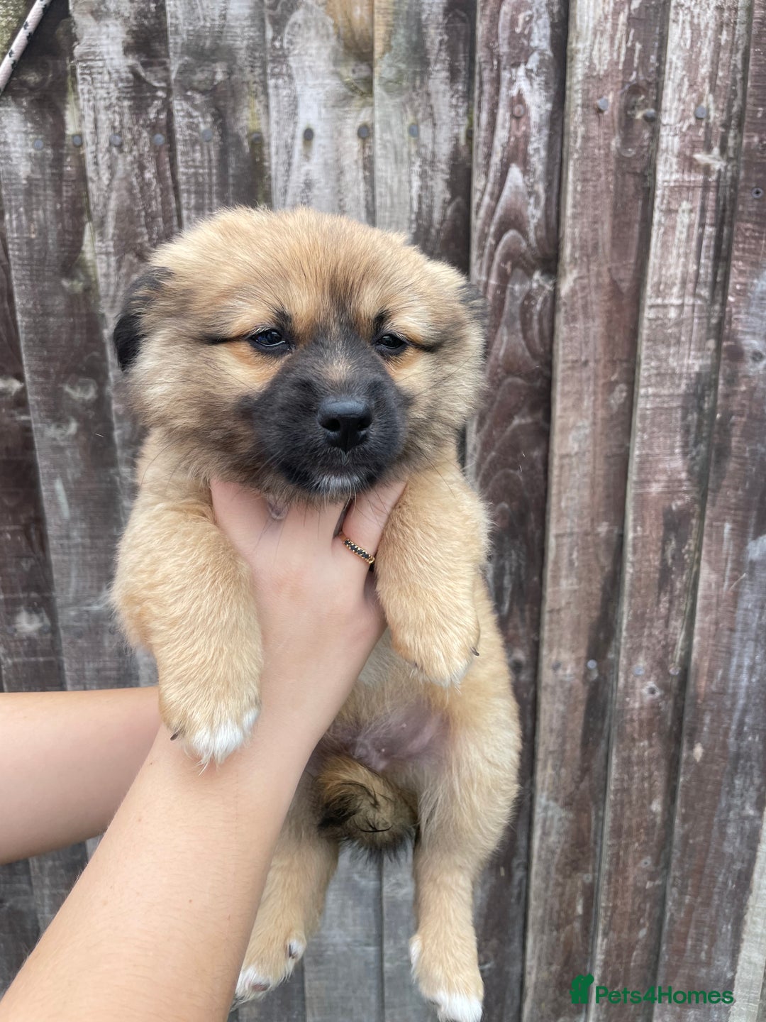 Mixed Breed dogs for sale: Jack Russell cross Pomeranian puppys  - Image 3