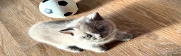 British Shorthair cats for sale: Luxury British Shorthair Kittens–Beautiful Lilac🤍 - Advert 21