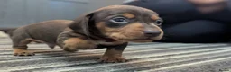 Dachshund dogs for sale: Gorgeous Smooth-Haired Dachshund Puppies - Advert 28