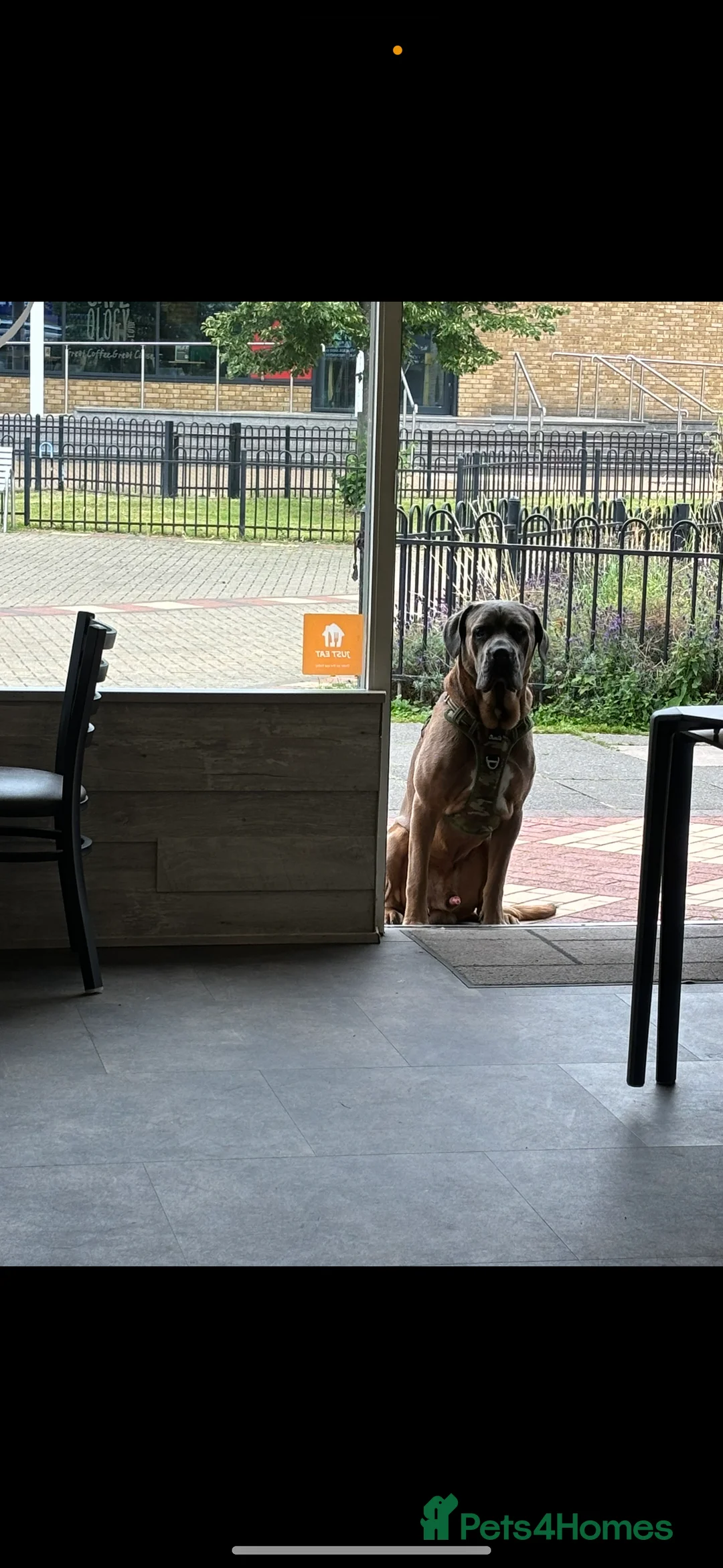 Cane Corso dogs for stud: 🔥Exceptional Formentino Cane Corso For Stud!🔥 in Waltham Abbey - Advert 8