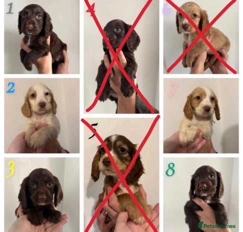 Sprocker dogs - Advert 2