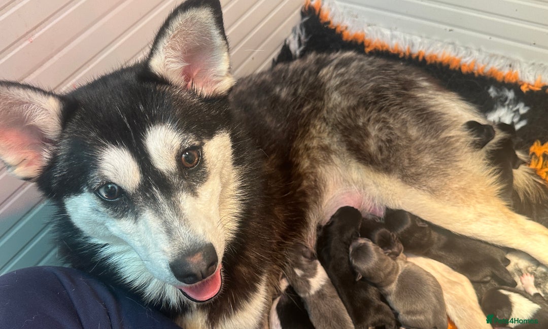 Pomsky dogs for sale: Small f3 Pomsky puppies for sale  - Image 17