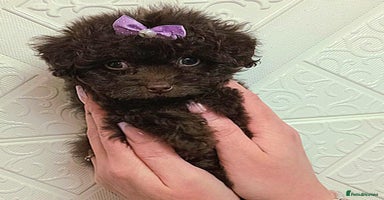 Maltipoo dogs - Advert 12