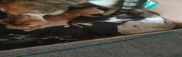 Bengal cats for sale: Gorgeous little kittens for sale  - Advert 19