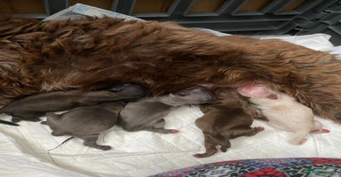 Shih Tzu dogs - Advert 15