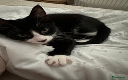 Mixed Breed cats for sale: Lovely 4 months kitten look for home foreve  - Image 2