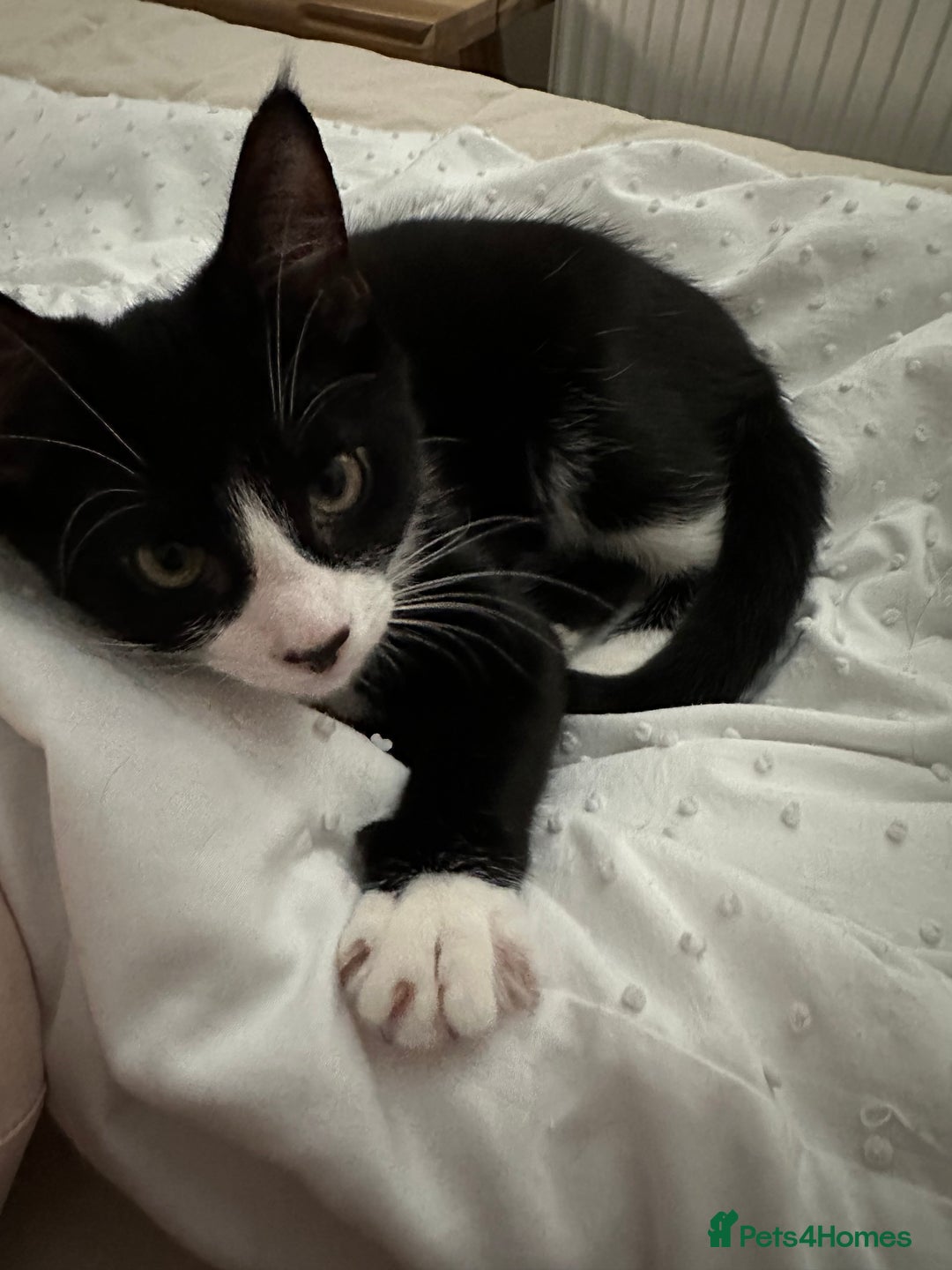 Mixed Breed cats for sale: Lovely 4 months kitten look for home foreve  - Image 2