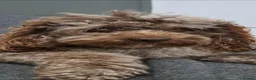 Cockapoo dogs for stud: Cockapoo stud chocolate merle DNA tested proven  - Advert 2