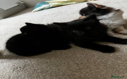 Mixed Breed cats for sale: Fluffy Mixed Breed Kittens For Sale  - Image 19