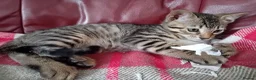 Bengal cats for sale: Bengal Kittens: Princess, Hunter & Friend - Advert 9