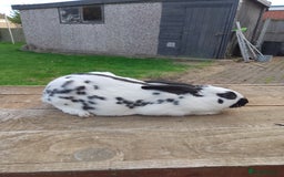 English Spot rabbits for sale: Baby English rabbits for sale - Image 4