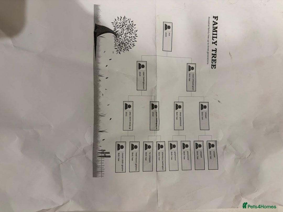 Mixed Breed dogs for sale: Whippet/ greyhound/ Bedlington/ greyhound  - Advert 3