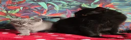 British Shorthair cats for sale: Gorgeous Fluffy Kittens - Advert 3