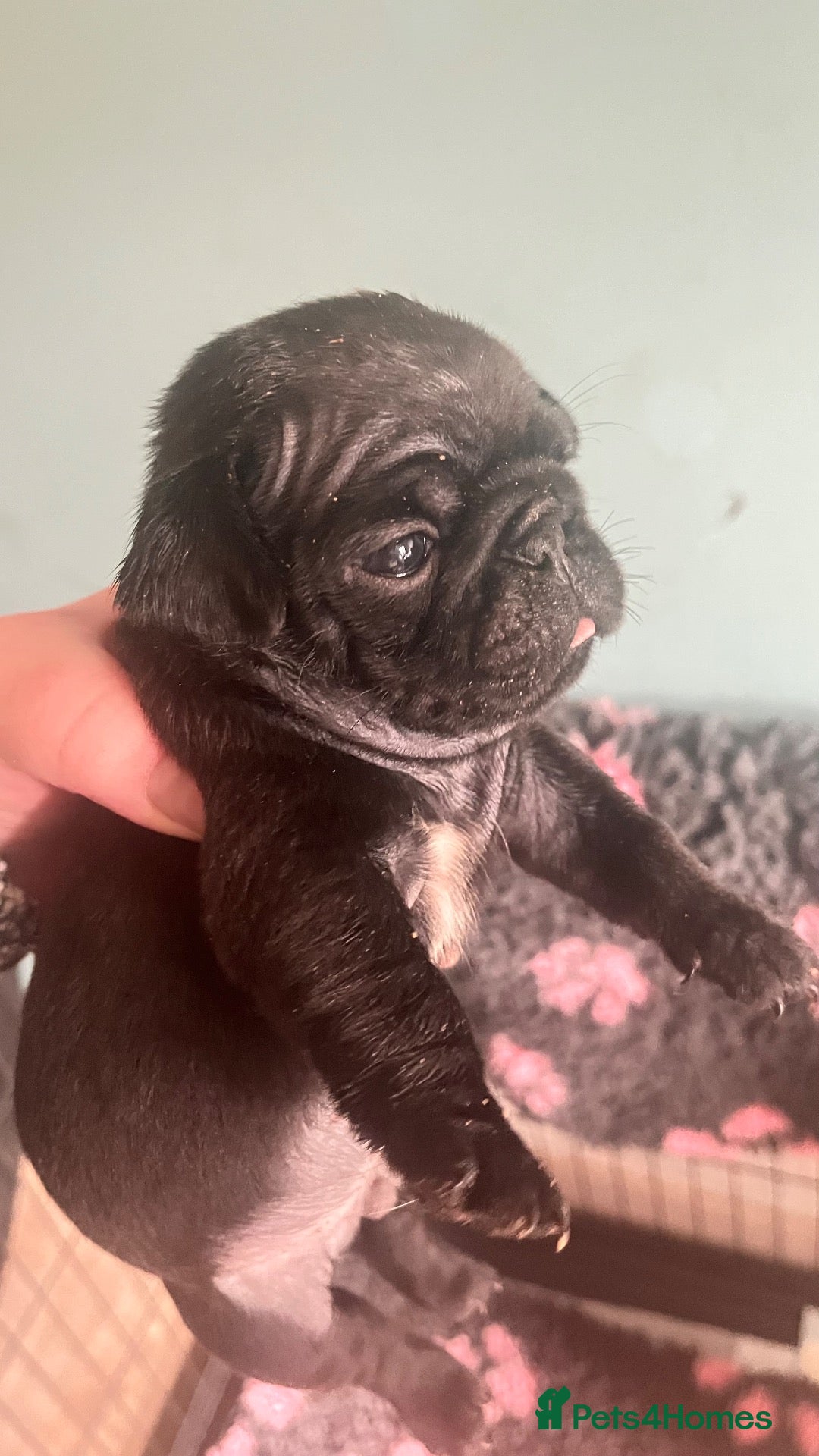 Pug dogs Stunning KC registered pug puppies  - Advert 1