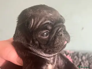 Pug dogs Stunning KC registered pug puppies - Advert 1