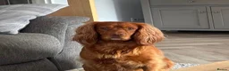 Cocker Spaniel dogs for sale: Working KC Cocker Spaniels   - Advert 9