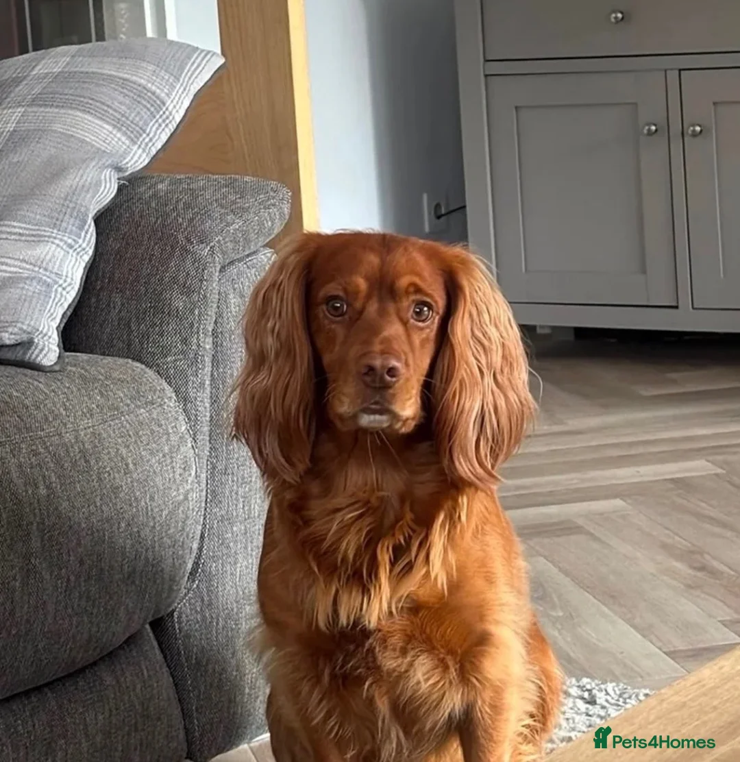 Cocker Spaniel dogs for sale: Working KC Cocker Spaniels   - Advert 9