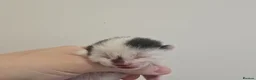Domestic Shorthair cats for sale: Tuxedo kittens  - Advert 2