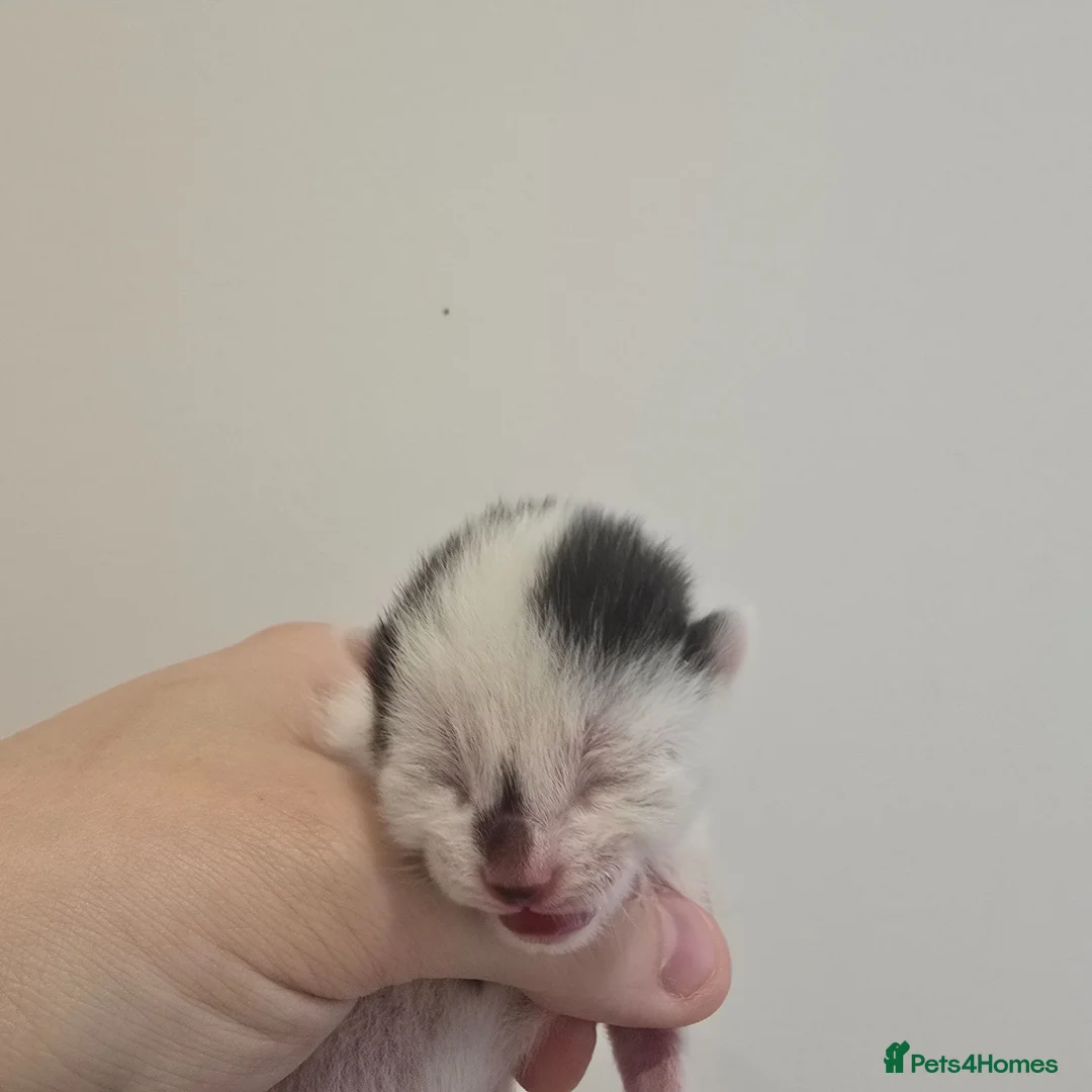 Domestic Shorthair cats for sale: Tuxedo kittens  - Advert 2