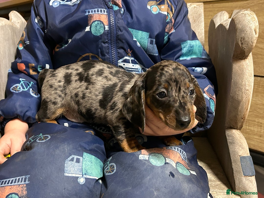 Miniature Dachshund dogs for sale: Miniature dachshunds * 3 boys left - Advert 12