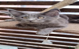 Maine Coon cats for sale: Maine coon purebred pedigre xl in Barnsley - Image 8