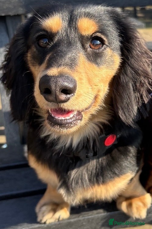 Miniature Dachshund dogs KC Registered Stud Available  - Advert 3