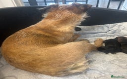 Border Terrier dogs for sale: Border terrier puppys - Image 6
