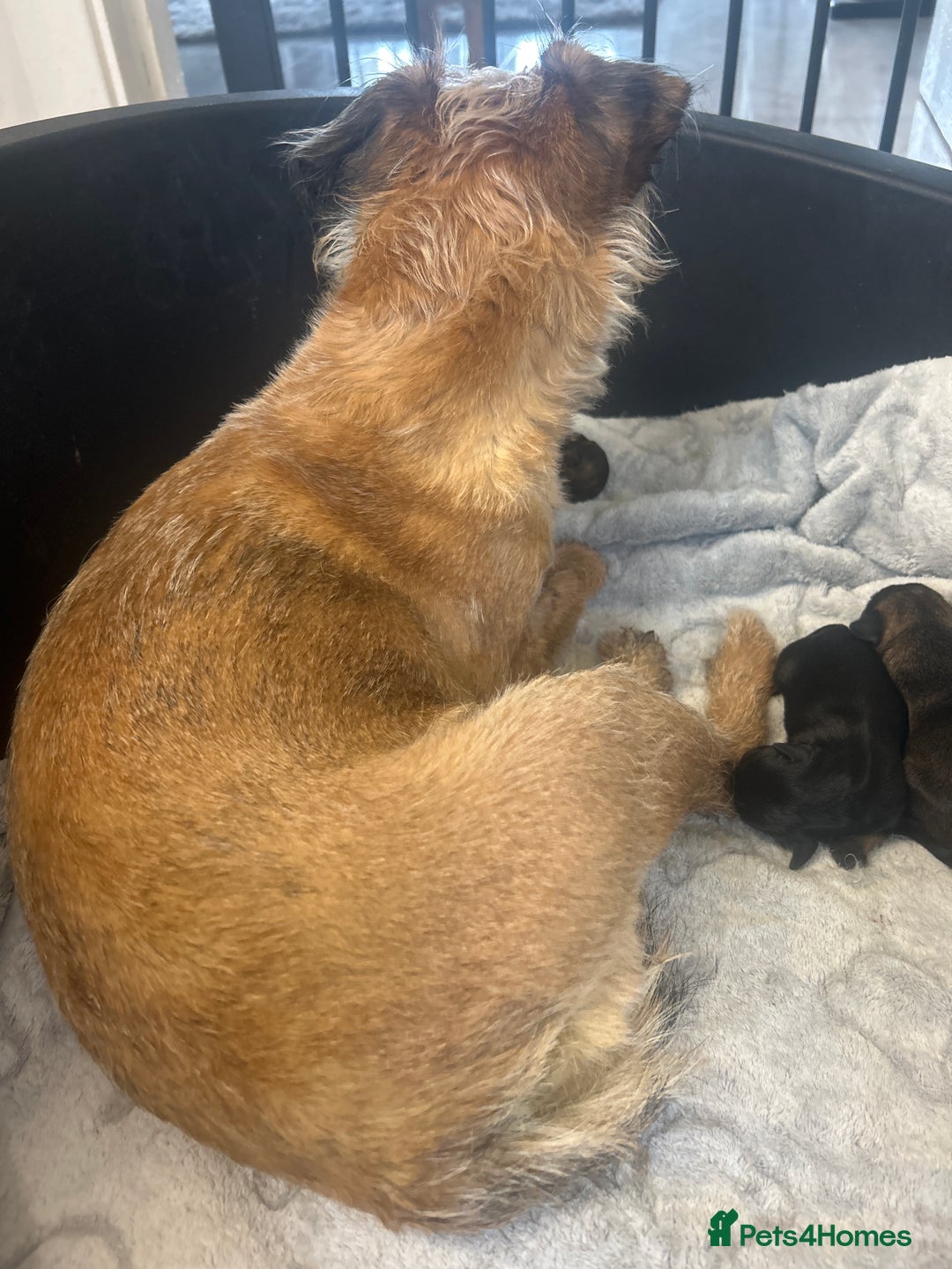 Border Terrier dogs for sale: Border terrier puppys - Image 6