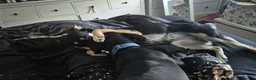 Mixed Breed dogs for adoption: ❤️🐶 CHLOE – THE KIND OF DOG EVERYONE DREAMS OF in Swindon - Advert 25