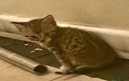 Mixed Breed cats for sale: Kittens ready now - Image 4