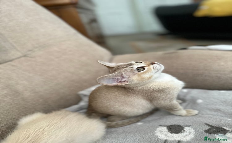 Burmese cats - Advert 1