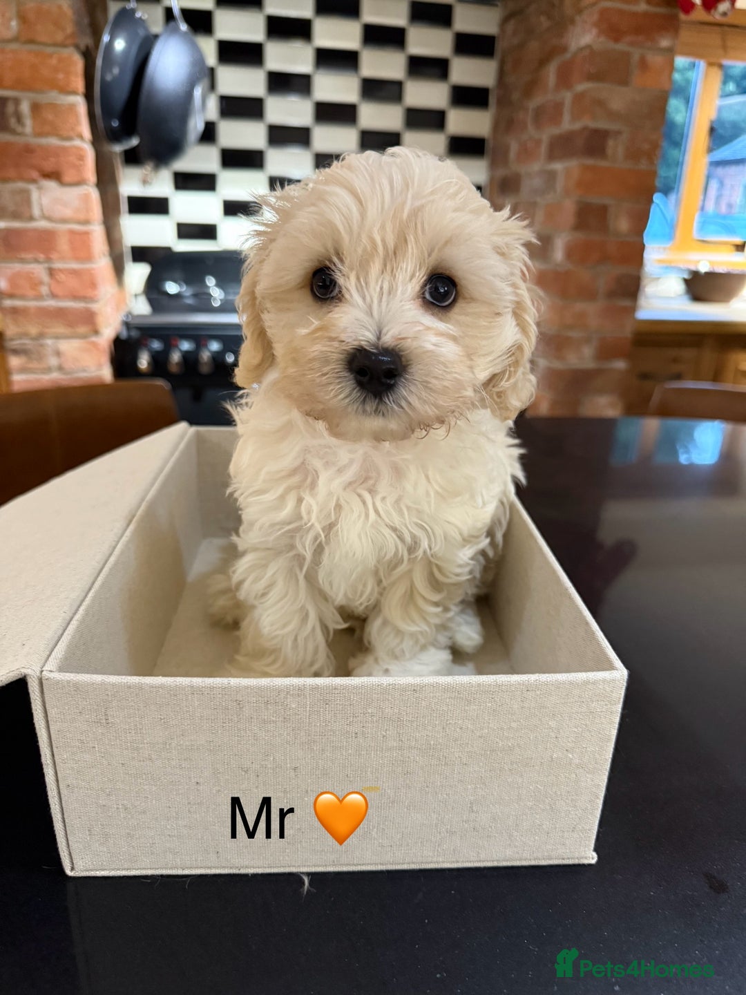 Maltipoo dogs for sale: Outstanding Maltipoo Puppies - Image 12