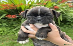 Boxer dogs for sale: Gorgeous boxer puppies from health tested parents  - Image 13